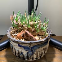 ハビタットスタイル　陶芸家保田修作　粉引鎬蒼鉢　フィロボルスレスルゲンス発根済み