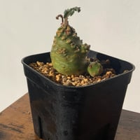 ドルステニア　ラブラニー