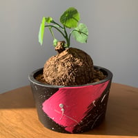 塊根植物　ステファニアスベローサ　ベタペイント