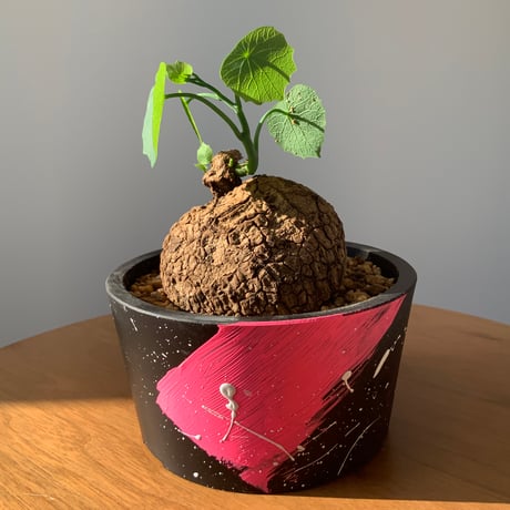 塊根植物　ステファニアスベローサ　ベタペイント