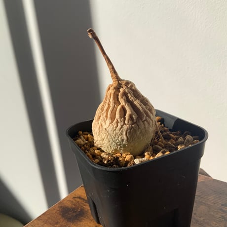 人気塊根植物　マテレア　シクロフィラ