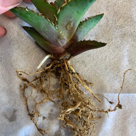 アガベチタノタ　ハデス黒帝斯子株　Agave