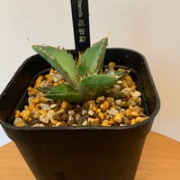 アガベチタノタ　ハデス黒帝斯子株　Agave