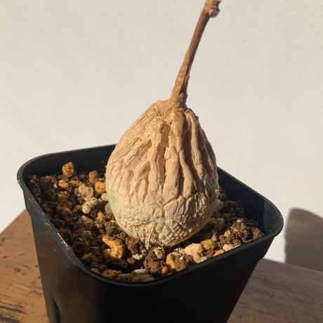 人気塊根植物　マテレア　シクロフィラ