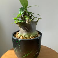 塊根植物　アデニウム　アラビカム　ブラックスキン　ペイント鉢　5号