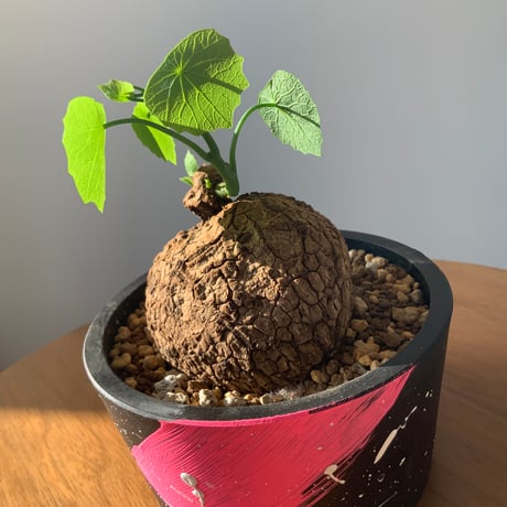 塊根植物　ステファニアスベローサ　ベタペイント