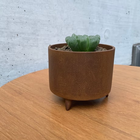 大貫タツヤ作品　鉄鉢　ハオルチア　オブツーサ