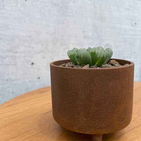 大貫タツヤ作品　鉄鉢　ハオルチア　オブツーサ