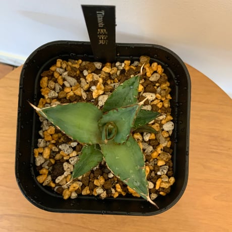 アガベチタノタ　ハデス黒帝斯子株　Agave