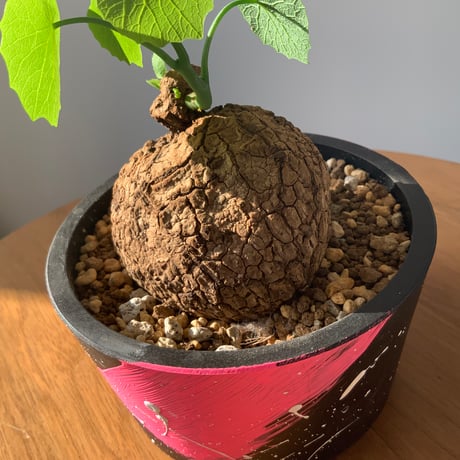 塊根植物　ステファニアスベローサ　ベタペイント