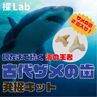 【現代まで続く海の王者】古代ザメの歯発掘キット