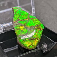 アンモライト(Ammolite)