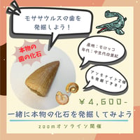 【科学教室オンラインチケット】モササウルス発掘体験 10月24日(土)14:00~