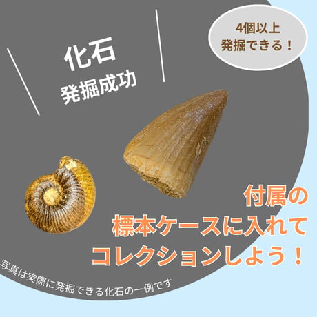 【B級品】化石発掘体験キット（バラエティーセット）