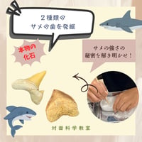 【科学教室】古代ザメの歯化石発掘体験 6月27日(土)9:30〜