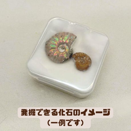 【イベント・まとめ買いにおすすめ！】おためし化石発掘キット 10個セット