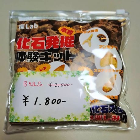 【B級品】化石発掘体験キット（バラエティーセット）