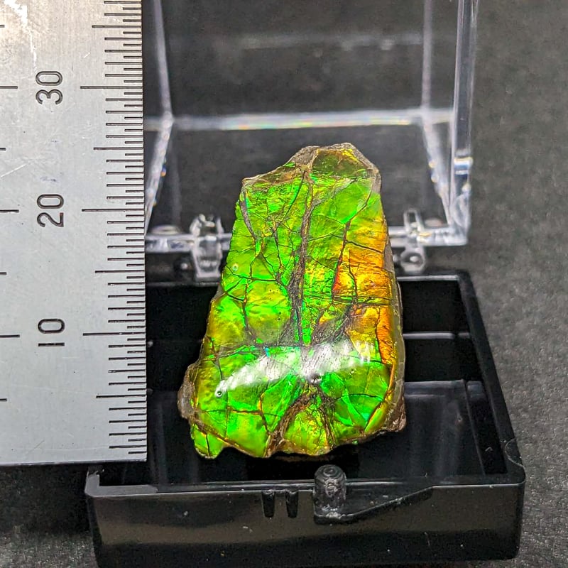 アンモライト(Ammolite) | 探LabSHOP