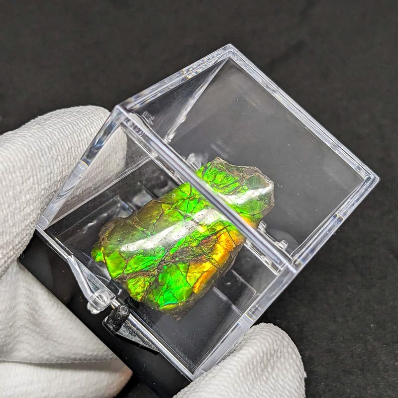 アンモライト(Ammolite) | 探LabSHOP