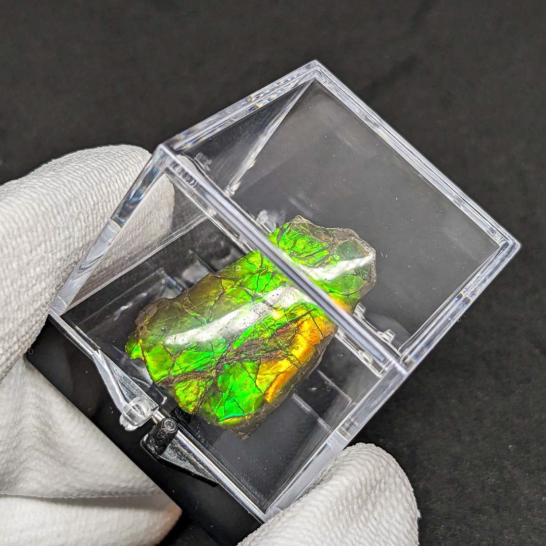 アンモライト(Ammolite) | 探LabSHOP