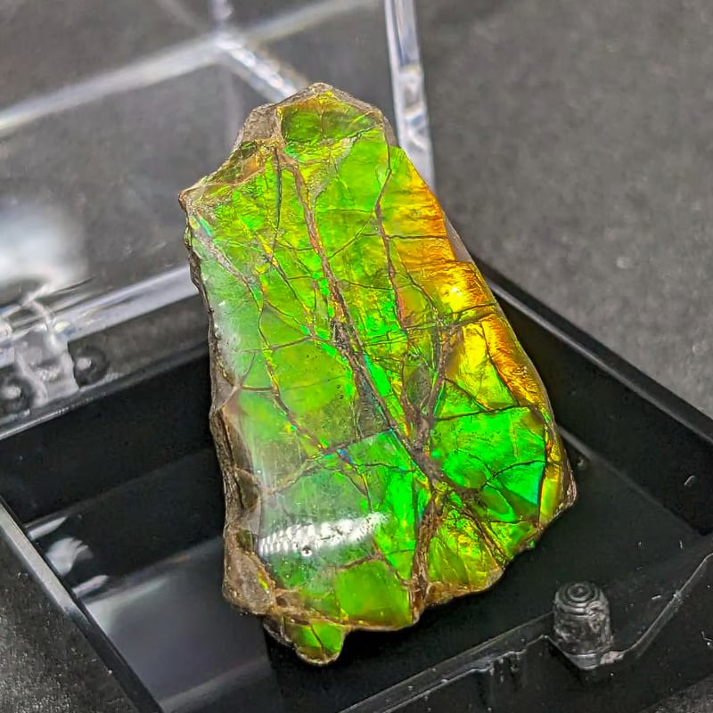 アンモライト(Ammolite) | 探LabSHOP