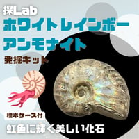 【虹色に輝く美しい化石】ホワイトレインボーアンモナイト発掘キット