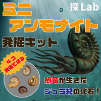 【恐竜が生きたジュラ紀の化石】アンモナイト発掘キット