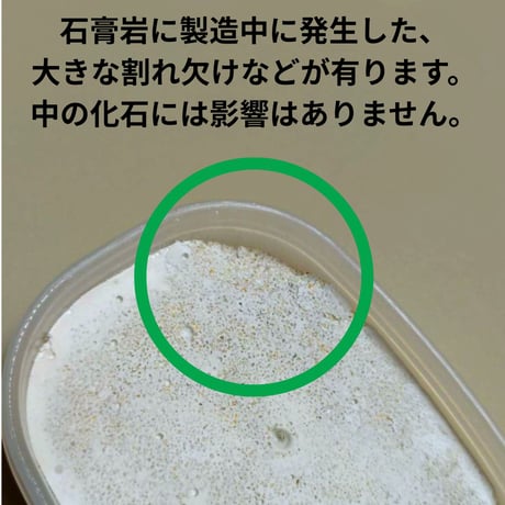 【B級品】化石発掘体験キット（バラエティーセット）
