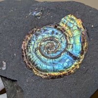 アンモライト(Ammolite) | 探LabSHOP