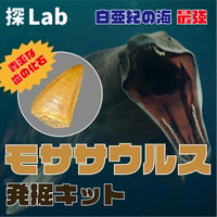 【白亜紀の海最強】モササウルス発掘キット