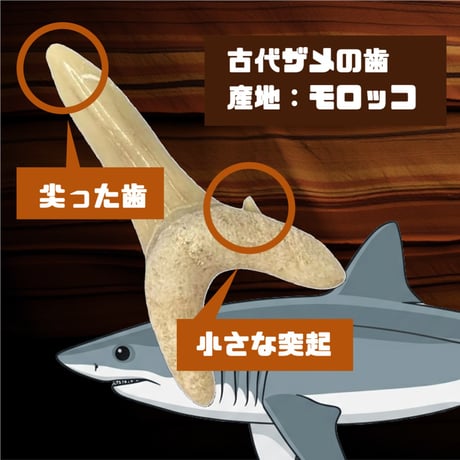 【イベント・まとめ買いにおすすめ！】おためし化石発掘キット 10個セット