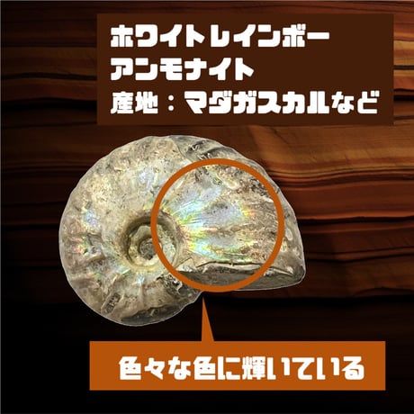 【イベント・まとめ買いにおすすめ！】おためし化石発掘キット 10個セット