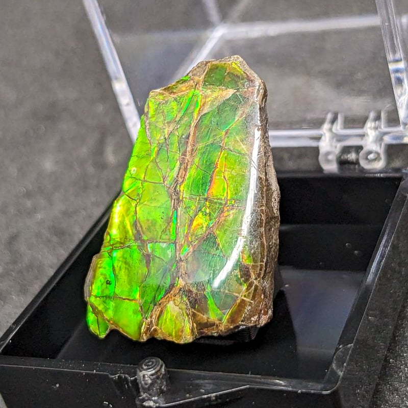 アンモライト(Ammolite) | 探LabSHOP
