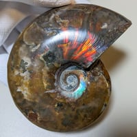 アンモライト(Ammolite) | 探LabSHOP