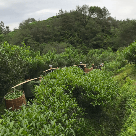 中国茶 大紅袍（ダァホンバオ） 30g / 60g 茶葉 雲鶴堂オリジナル 岩茶