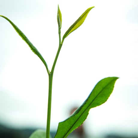 中国茶 大紅袍（ダァホンバオ） 30g / 60g 茶葉 雲鶴堂オリジナル 岩茶