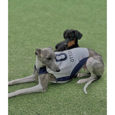 [LIMITED MODEL] OTTO University Basketball Uniform SET UP SILVER×NAVY