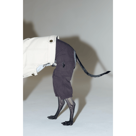 【週末限定値下！】used品　イタリアングレーハウンド用ウェア　6点セット フィールド パンツ ご着用写真 - イタグレ服 ハウンディーズ フォト
