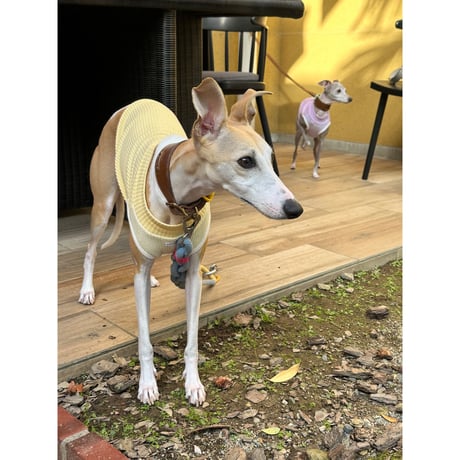 Waffle Knit 4Colors Yellow