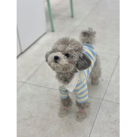 Stripe Collar Sweatshirt Yellow&Blue
