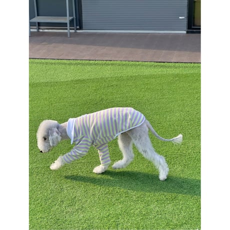 Stripe Collar Sweatshirt Purple＆Green