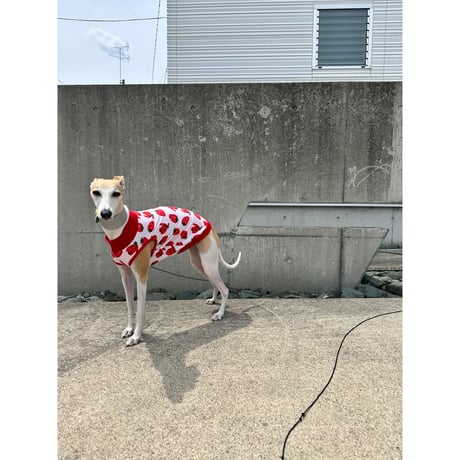 [Still in Stock] Cool Touch Tshirt Red
