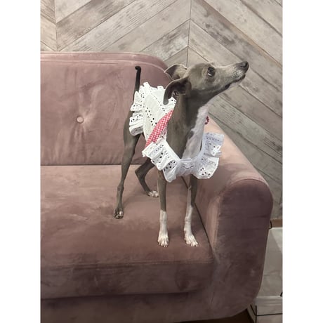 French Lace Ribbon Dress