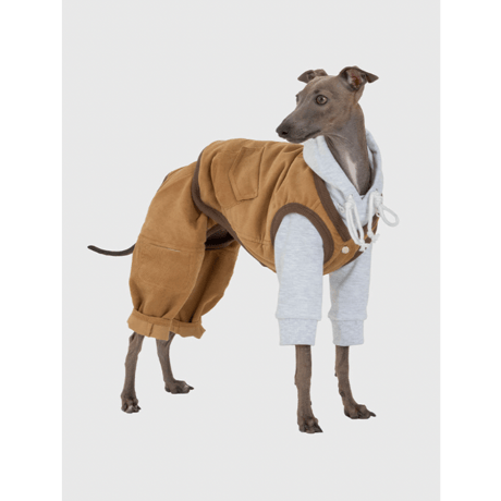 イタリアングレーハウンド | STORES