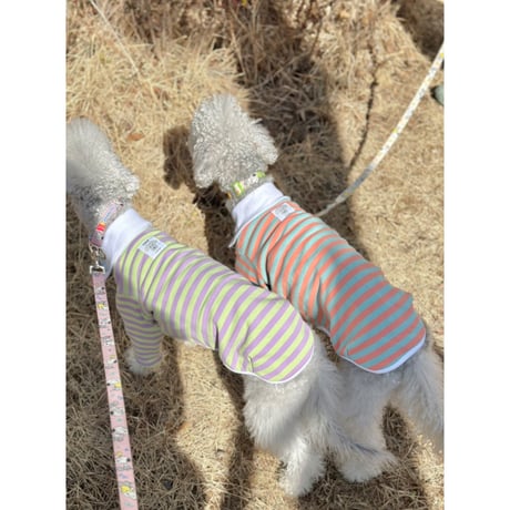 Stripe Collar Sweatshirt Orange&Mint