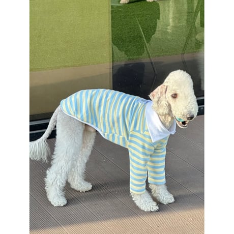 Stripe Collar Sweatshirt Yellow&Blue