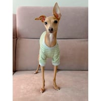 Silver Stripe Short Sleeve Tshirt Green