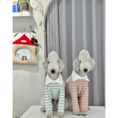 Stripe Collar Sweatshirt Yellow&Blue