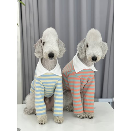 Stripe Collar Sweatshirt Orange&Mint