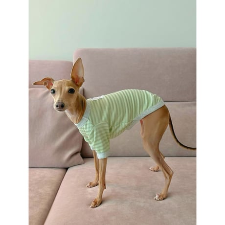 Silver Stripe Short Sleeve Tshirt Beige